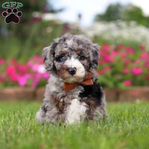 Winston, Mini Bernedoodle Puppy